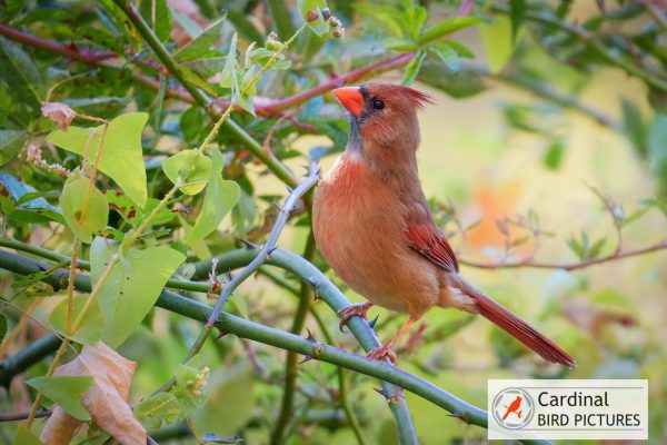 A female cardinal perched on a branch surrounded by green leaves and foliage.