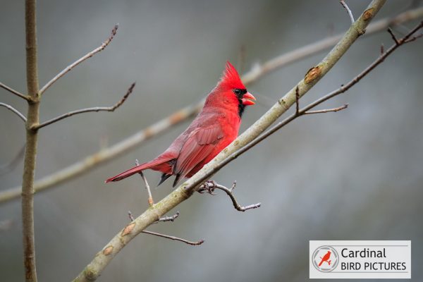 A red cardinal perched on a bare branch against a blurred gray background, with a logo that reads "Cardinal Bird Pictures" in the corner.