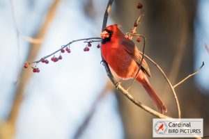 A bright red cardinal perches on a branch with small red berries, against a blurred natural background.