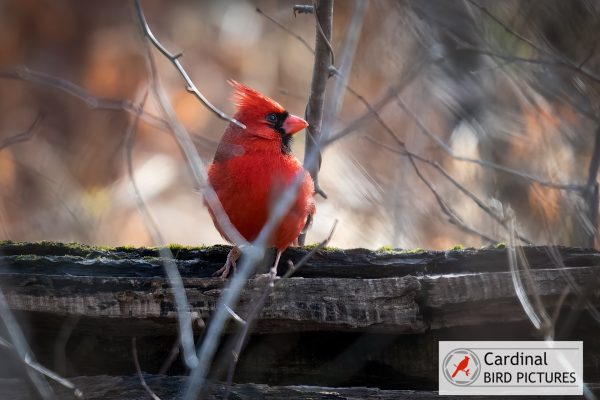 A vibrant red cardinal perched on a weathered wooden log, surrounded by bare branches. Logo on the bottom right corner reads "Cardinal Bird Pictures.
