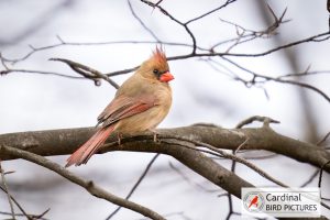 A female cardinal with a reddish-brown body and crest sits on a bare branch against a cloudy sky.