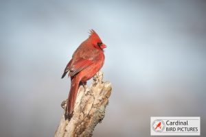 A red northern cardinal perches on a tree branch against a blurred background.