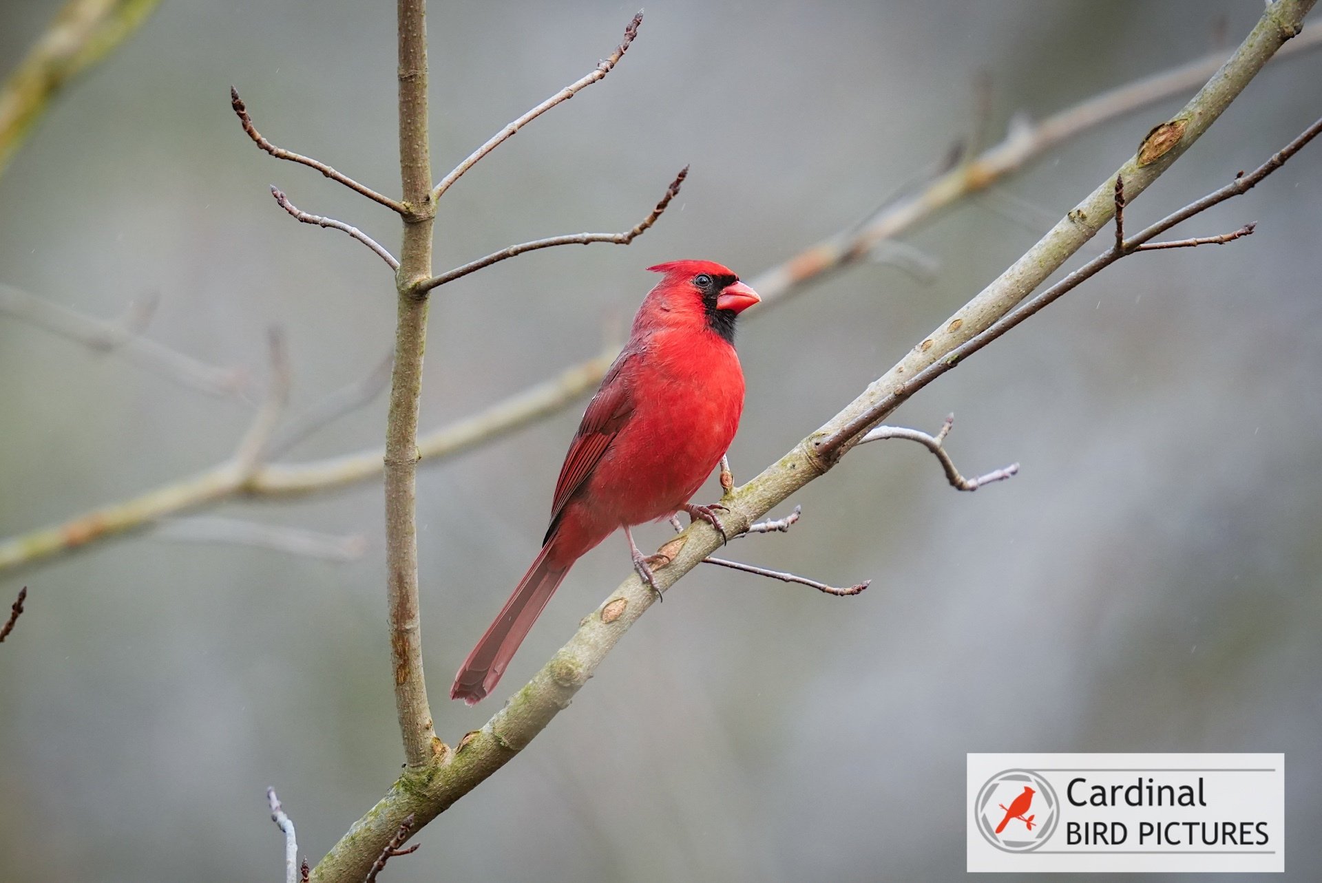 A red cardinal perched on a leafless branch against a blurred background, with a logo in the bottom right corner.