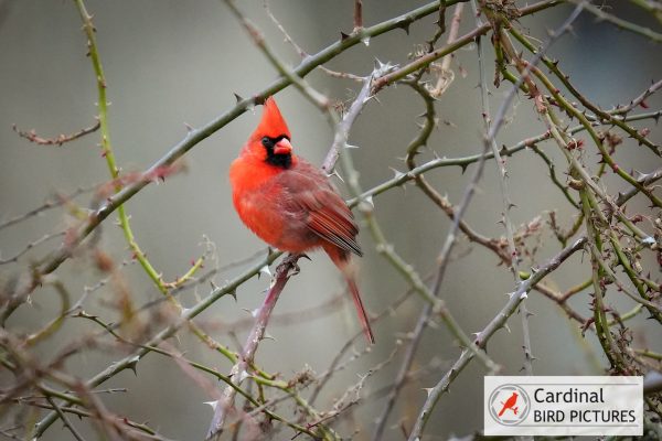 A red cardinal perches on a thorny branch against a blurred background.