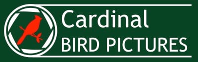Cardinal BIrd Pictures Logo DARK 400 Logo with a red cardinal inside a circle on the left and the text "Cardinal Bird Pictures" on the right, set against a dark green background.