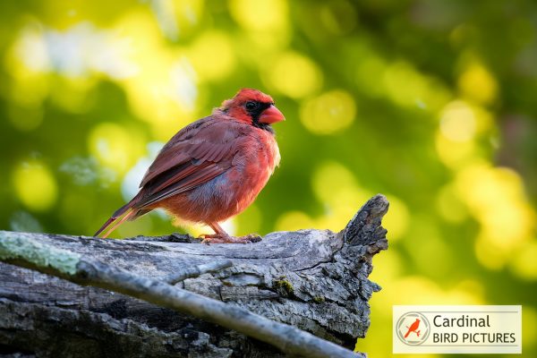 A cardinal bird perched on a tree branch against a blurred green background.