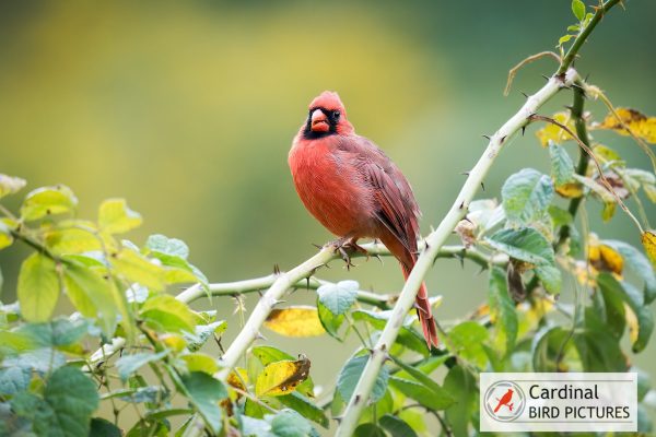 A male cardinal with red plumage perches on a leafy branch against a blurred green background.