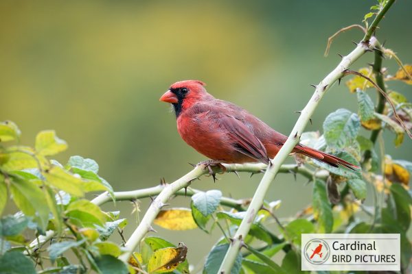 A red cardinal perched on a branch with green leaves against a blurred green and yellow background.