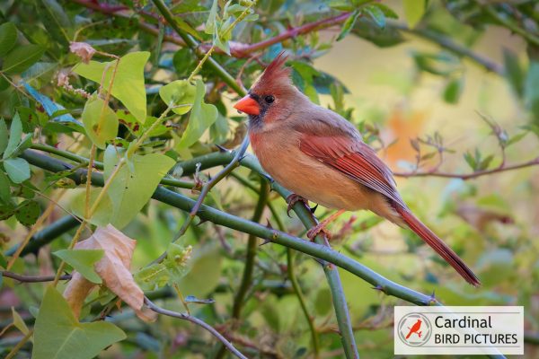 A female cardinal with a crest and reddish-brown plumage perches on a branch surrounded by green foliage.