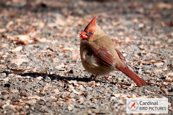 A female cardinal with brown feathers and a red crest stands on gravel, surrounded by scattered leaves.