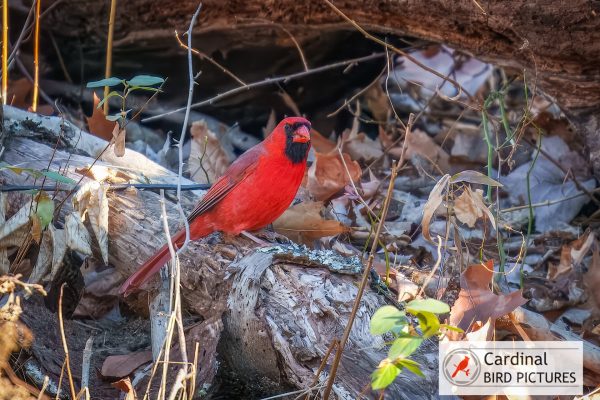 A vibrant red cardinal perches on a fallen log surrounded by dry leaves and branches in a wooded area.