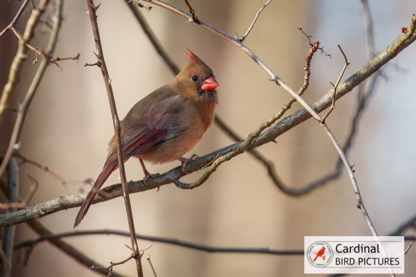 A female cardinal perches on a thorny branch, displaying its reddish-brown plumage and distinctive crest.