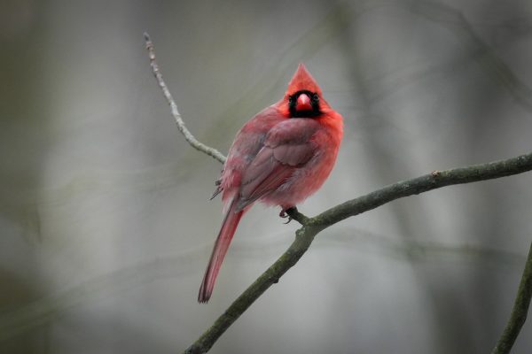A red cardinal perches on a bare branch, facing forward with a blurred gray background.