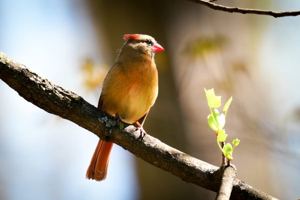 A female cardinal perched on a tree branch with a few green leaves, against a blurred natural background.