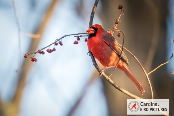 A male cardinal perches on a branch with red berries against a blurred natural background.