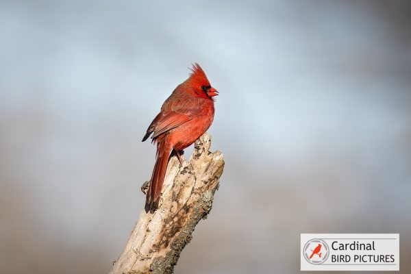 A red cardinal perched on a tree branch. Logo in the bottom right corner reads "Cardinal Bird Pictures.