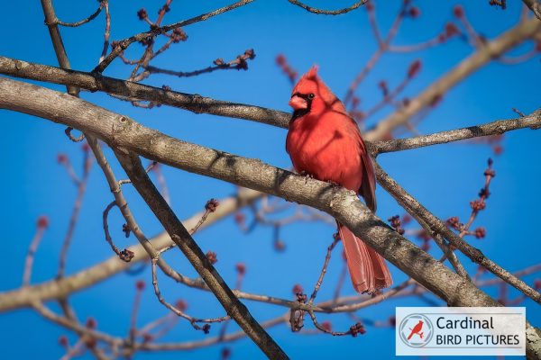 A bright red cardinal perched on a tree branch against a clear blue sky.