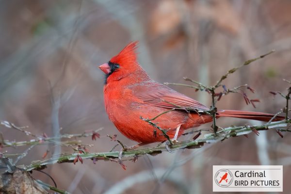 A red cardinal perched on a branch with thin twigs and brownish blurred background. Logo in the bottom right corner reads "Cardinal Bird Pictures.
