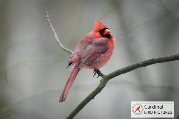 A red cardinal perched on a slender branch against a blurred background.