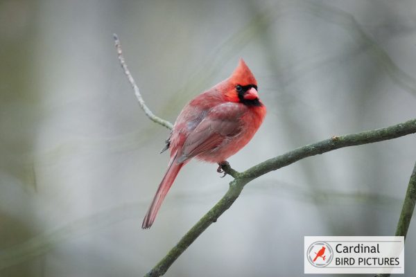 A cardinal perches on a branch against a blurred background.