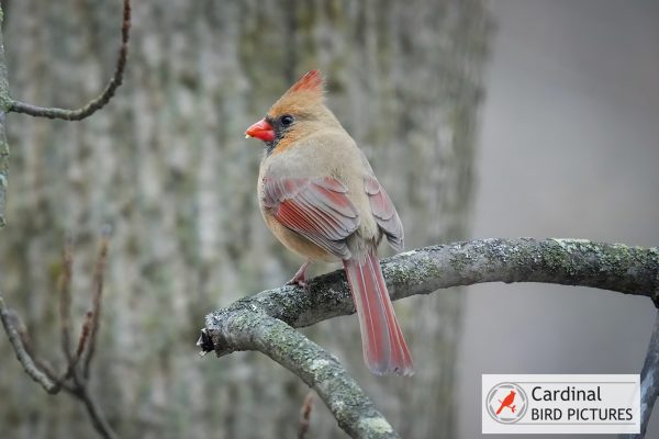 A female cardinal with red accents perches on a lichen-covered branch, facing left, against a blurred tree background.