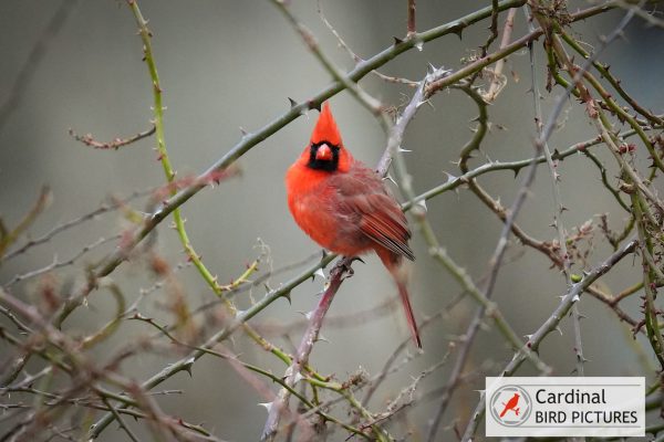 A red cardinal perched on thorny branches with a blurred background.