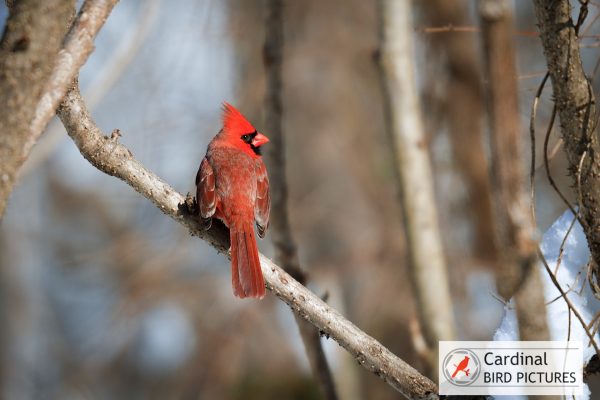 A red cardinal perched on a branch in a wooded area. A logo in the bottom right corner reads “Cardinal Bird Pictures.”.