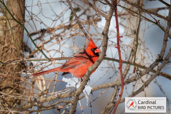 A bright red cardinal perched on a tree branch with sparse twigs and snow in the background.