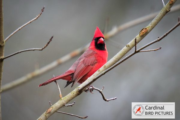 A red cardinal perched on a bare branch against a blurred gray background, with a "Cardinal Bird Pictures" logo in the corner.
