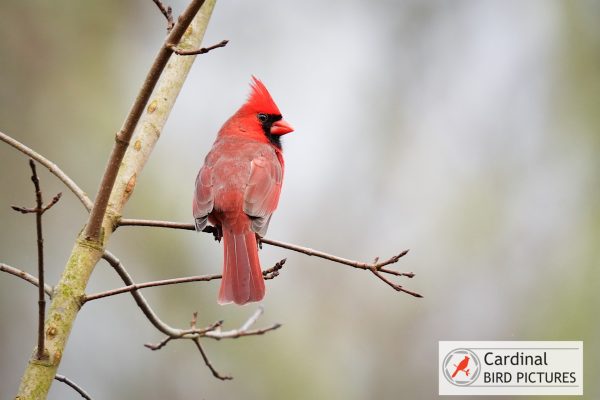 A red cardinal perched on a bare tree branch against a blurred background.