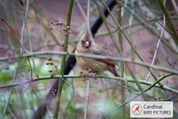 A female cardinal with a crest perches on a branch surrounded by thin twigs and small red berries.