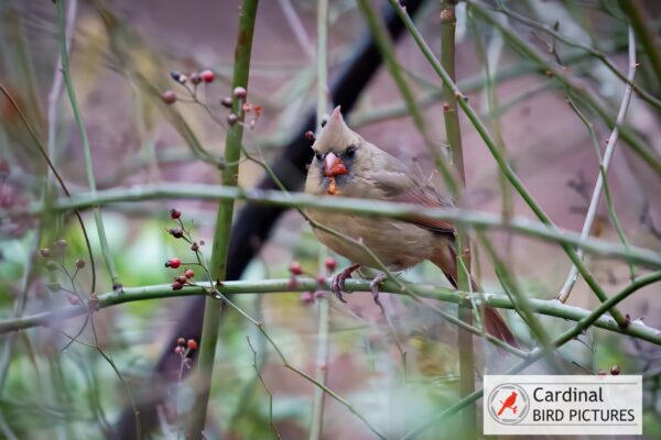 A small bird with a pointed crest perched on a slender branch among sparse red berries.