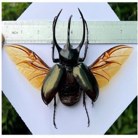 Alternative view of Mounted Giant Beetle Specimen UM‑23 Entomology Decor