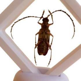 Alternative view of Real Derobrachus Hovorei Palo Verde Longhorn Beetle