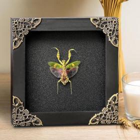 Alternative view of Real Framed Flower Mantis & Green Beetle Shadow Box