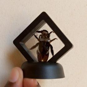 Real & Framed Giant Carpenter Bee – Xylocopa latipes