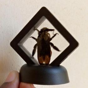 Alternative view of Real & Framed Giant Carpenter Bee – Xylocopa latipes