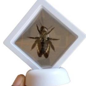 Alternative view of Real & Framed Giant Carpenter Bee - Xylocopa latipes - Female