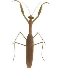 Alternative view of Real & Natural Adult Male Sphodromantis Viridis Praying Mantis