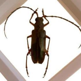 Real Derobrachus Hovorei Palo Verde Longhorn Beetle