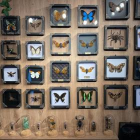 Alternative view of Real Mounted Cicada/Beetle/Butterfly Shadow Box