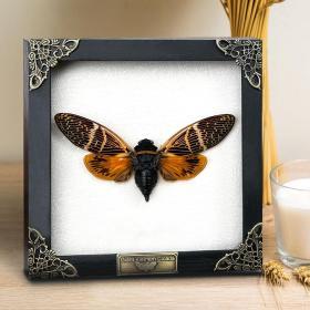 Real Mounted Cicada/Beetle/Butterfly Shadow Box