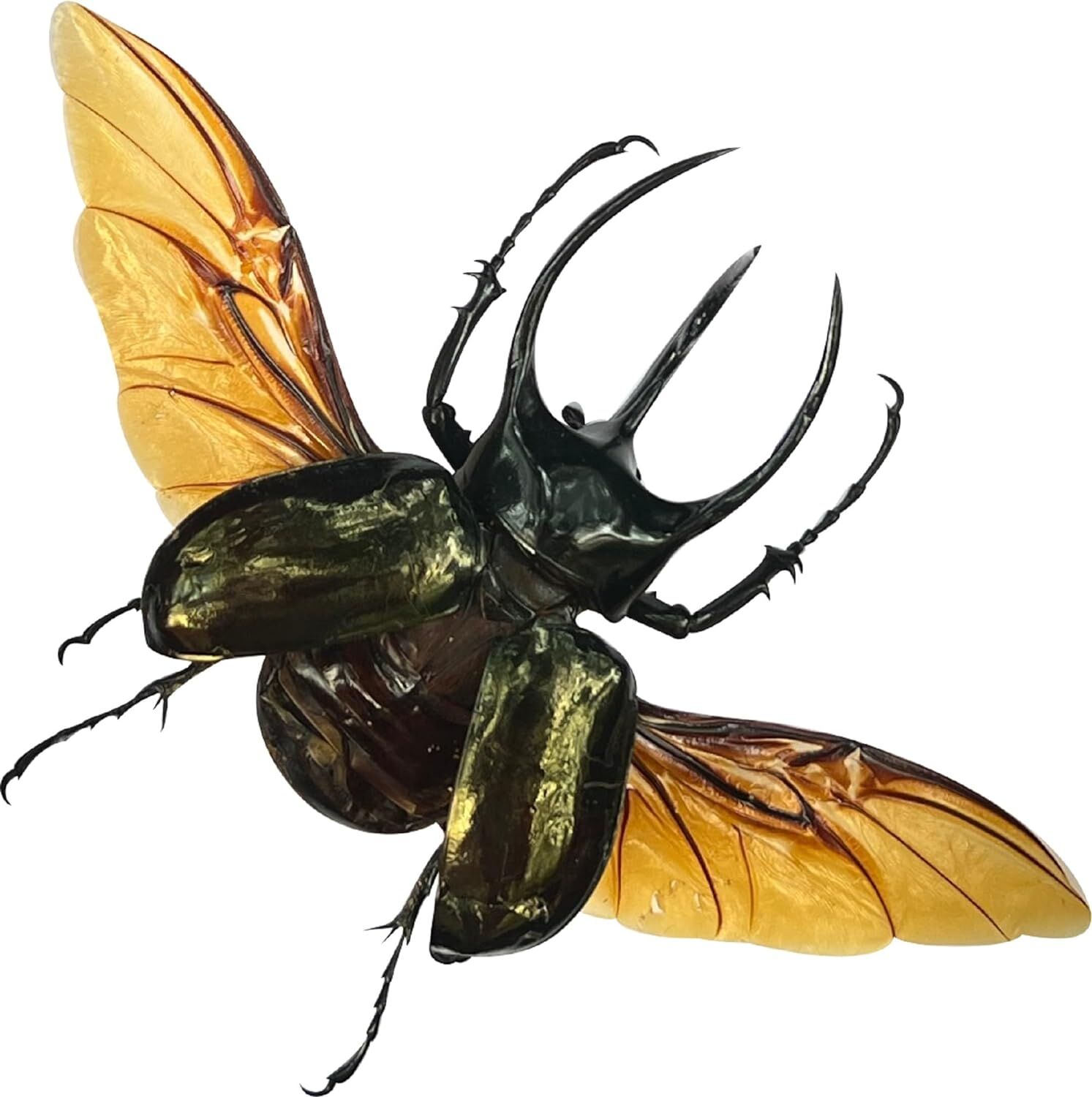 Mounted Giant Beetle Specimen UM‑23 Entomology Decor