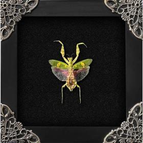 Real Framed Flower Mantis & Green Beetle Shadow Box