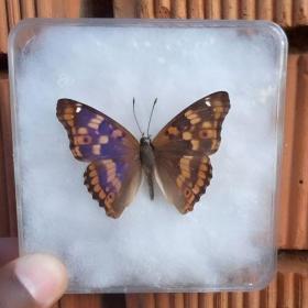 Alternative view of Real & Rare Natural Multi-colored Butterfly Specimen for Home Decoration