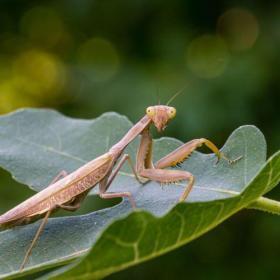 Real & Natural Adult Male Sphodromantis Viridis Praying Mantis