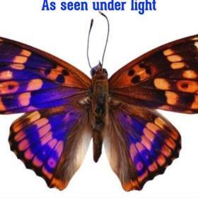 Real & Rare Natural Multi-colored Butterfly Specimen for Home Decoration