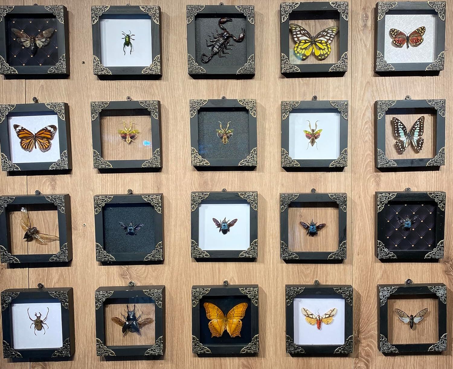 Real Framed Flower Mantis & Green Beetle Shadow Box - Image 4