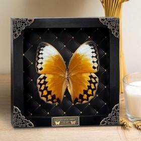 Alternative view of Real Butterfly Black Rhombus Frame Shadow Box