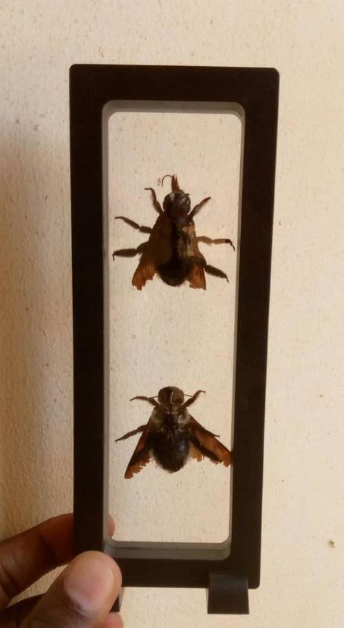 Real & Framed Giant Carpenter Bees - Xylocopa latipes in a [7x18]cm Frame - Image 3